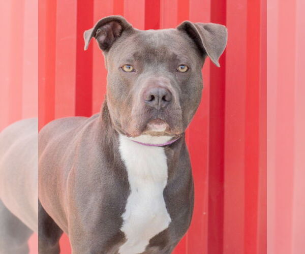 Medium Photo #2 American Pit Bull Terrier Puppy For Sale in Tracy, CA, USA