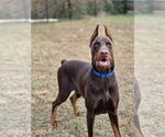 Small #3 Doberman Pinscher