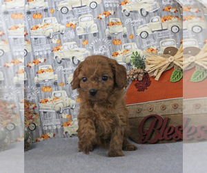 Cavapoo Puppy for sale in CHANUTE, KS, USA