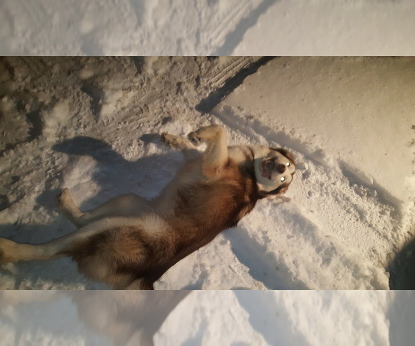 Medium Photo #1 Alaskan Malamute Puppy For Sale in ERIAL, NJ, USA