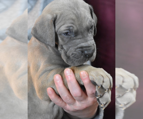 Medium Photo #13 Great Dane Puppy For Sale in DANIELSON, CT, USA