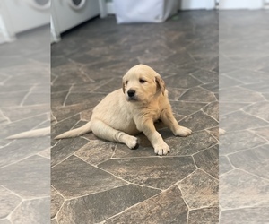Golden Retriever Puppy for sale in ASHLEY, IN, USA