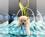Small #1 Pomeranian