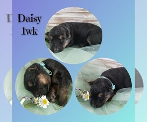 German Shepherd Dog Puppy for Sale in BROOKFIELD, Missouri USA