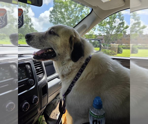 Medium Photo #5 Great Pyrenees-Unknown Mix Puppy For Sale in Decatur, GA, USA
