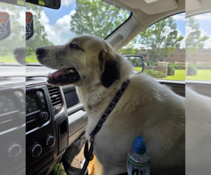 Thor - Male Great Pyrenees-Unknown Mix Dog for Adoption - Photo #5