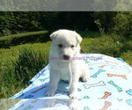 Small #5 German Shepherd Dog
