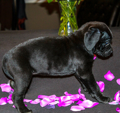 Medium Photo #16 Cane Corso Puppy For Sale in OAK LAWN, IL, USA