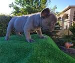 Small Photo #9 French Bulldog Puppy For Sale in N LAS VEGAS, NV, USA