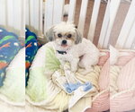 Small #7 Maltese Mix