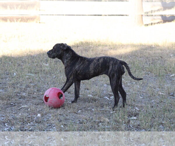 Medium Photo #2 Mutt Puppy For Sale in El Centro, CA, USA