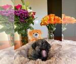 Small Photo #7 Mastiff-Poodle (Standard) Mix Puppy For Sale in GALT, CA, USA
