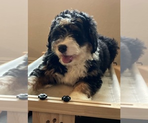 Bernedoodle (Miniature) Puppy for sale in ARCADIA, CA, USA