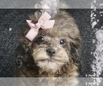 Puppy Sybill AKC Poodle (Toy)