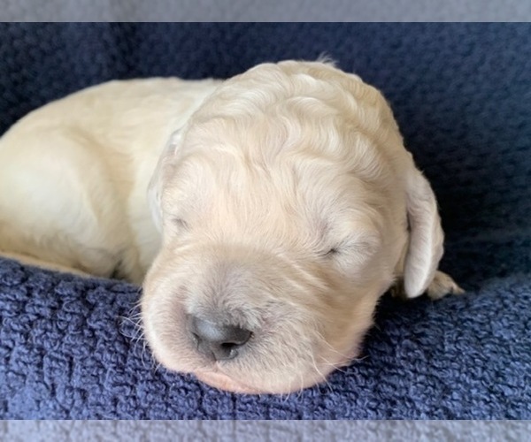 Medium Photo #2 Goldendoodle Puppy For Sale in CONROE, TX, USA