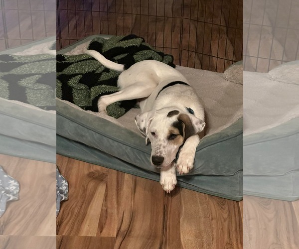 Medium Photo #1 Mutt Puppy For Sale in Westwood, NJ, USA