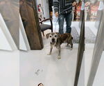 Small #1 Beagle Mix