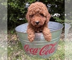 Small #3 Goldendoodle (Miniature)