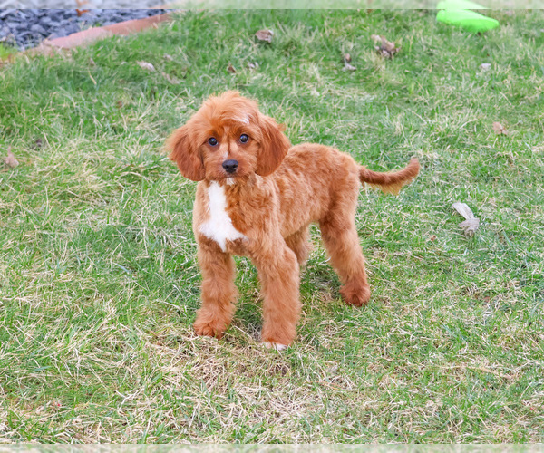 Medium Photo #1 Cavapoo (Miniature) Puppy For Sale in SYRACUSE, IN, USA