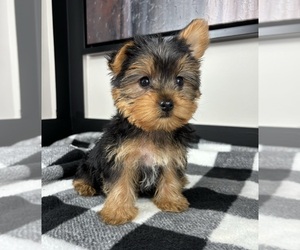 Yorkshire Terrier Puppy for sale in FRANKLIN, IN, USA