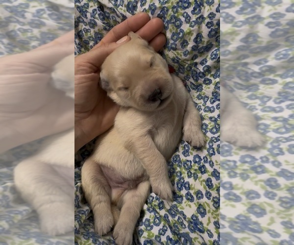 Medium Photo #4 Golden Retriever Puppy For Sale in FREMONT, OH, USA