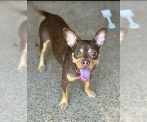 Medium Photo #2 Chihuahua-Unknown Mix Puppy For Sale in Cranston, RI, USA