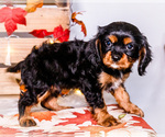 Small #2 Cavalier King Charles Spaniel