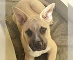 Small #5 Anatolian Shepherd Mix
