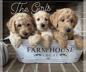 Goldendoodle Puppy for sale in DELAWARE, AR, USA