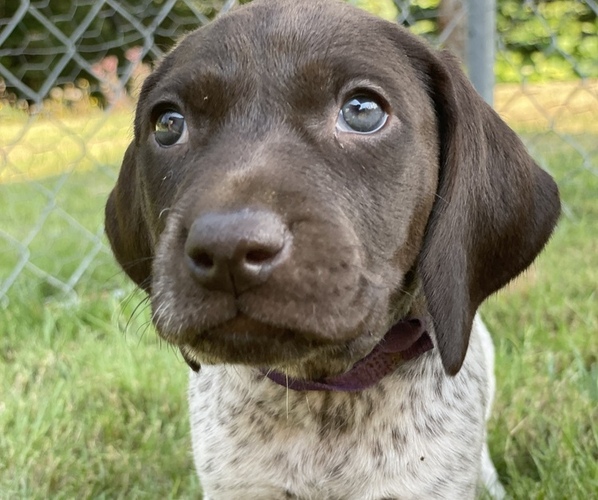 Medium Photo #15 German Shorthaired Pointer Puppy For Sale in DALLAS, OR, USA