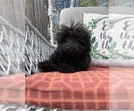 Small Photo #12 ShihPoo Puppy For Sale in SOUTH ORANGE, NJ, USA