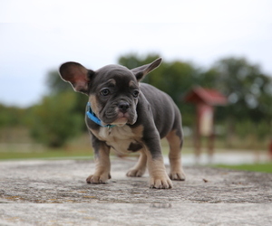 French Bulldog Puppy for sale in ERIAL, NJ, USA