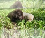 Small Photo #3 Labrador Retriever Puppy For Sale in FLEMING ISLE, FL, USA