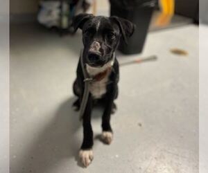 Labrador Retriever-Unknown Mix Dogs for adoption in Sugar Land, TX, USA