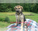 Small #6 German Shepherd Dog