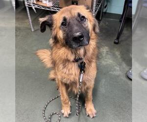 German Shepherd Dog-Unknown Mix Dogs for adoption in Palmetto, FL, USA