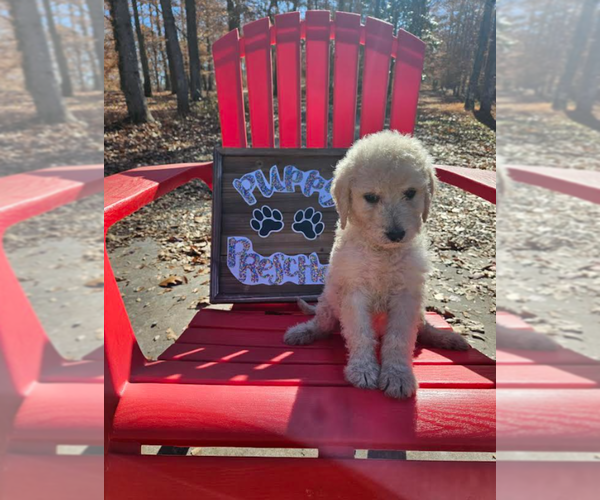 Medium Photo #4 Goldendoodle Puppy For Sale in ATHENS, TN, USA
