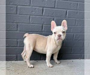 French Bulldog Puppy for sale in FRANKLIN, IN, USA