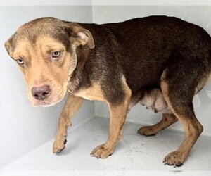 Mutt Dogs for adoption in Houston, TX, USA