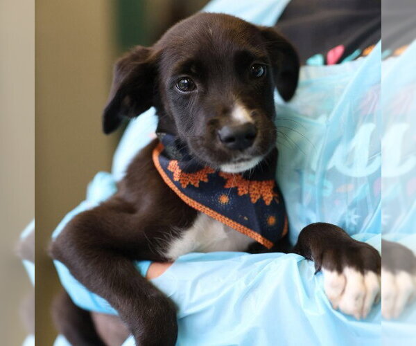 Medium Photo #1 Labrador Retriever-Unknown Mix Puppy For Sale in San Antonio, TX, USA