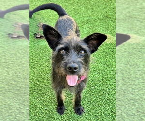 Mutt Dogs for adoption in Fort Worth, TX, USA