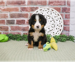 Small #1 Bernese Mountain Dog