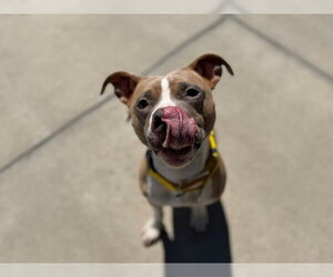 American Pit Bull Terrier Dogs for adoption in Denver, CO, USA