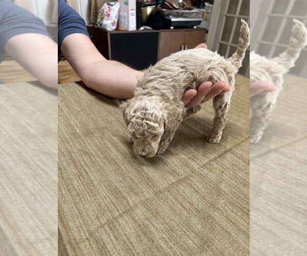 Medium Photo #41 Poodle (Miniature) Puppy For Sale in EAST AMHERST, NY, USA