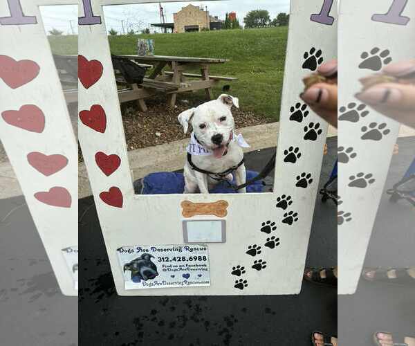 Medium Photo #17 Mutt Puppy For Sale in Crete, IL, USA