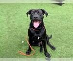 Small Labrador Retriever Mix