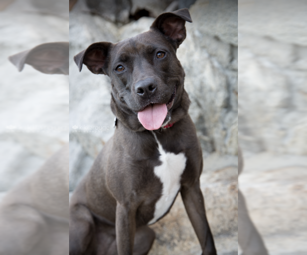 Medium Photo #8 American Pit Bull Terrier-Labrador Retriever Mix Puppy For Sale in Boston, MA, USA