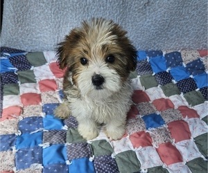 Shorkie Tzu Puppy for sale in WALSH, IL, USA