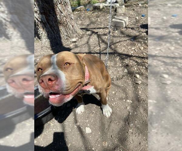Medium Photo #1 American Staffordshire Terrier Puppy For Sale in San Antonio, TX, USA