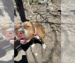 American Staffordshire Terrier Dogs for adoption in San Antonio, TX, USA